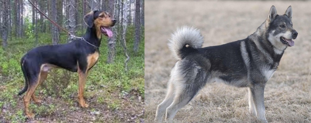 Jamthund vs Greek Harehound - Breed Comparison