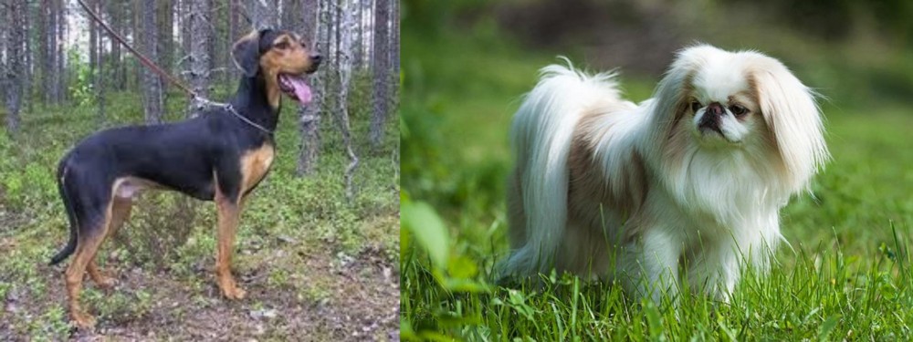 Japanese Chin vs Greek Harehound - Breed Comparison