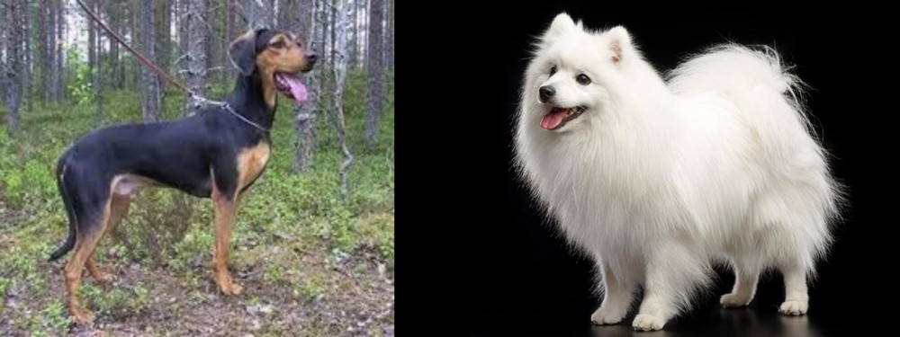 Japanese Spitz vs Greek Harehound - Breed Comparison