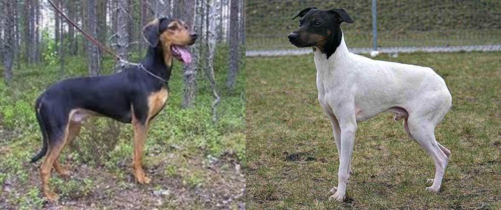 Japanese Terrier vs Greek Harehound - Breed Comparison
