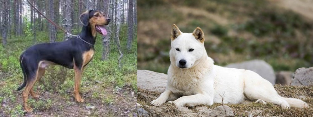 Jindo vs Greek Harehound - Breed Comparison