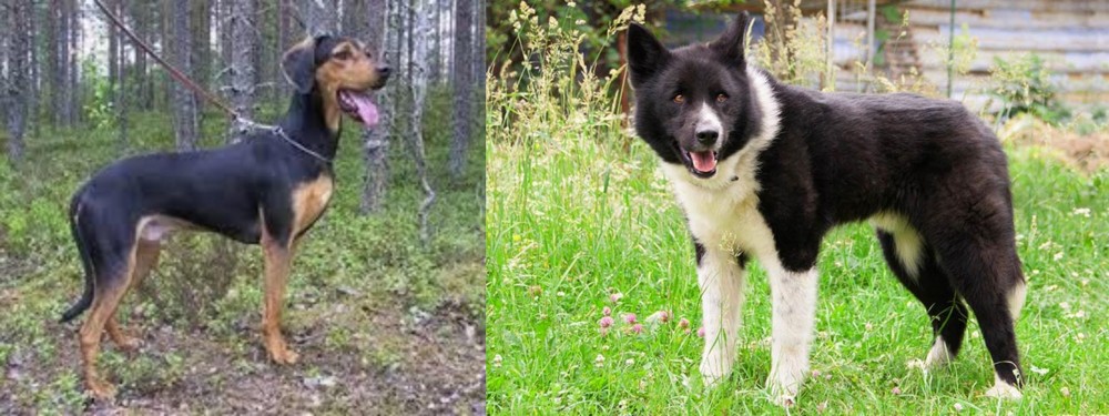 Karelian Bear Dog vs Greek Harehound - Breed Comparison