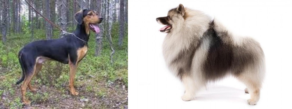 Keeshond vs Greek Harehound - Breed Comparison