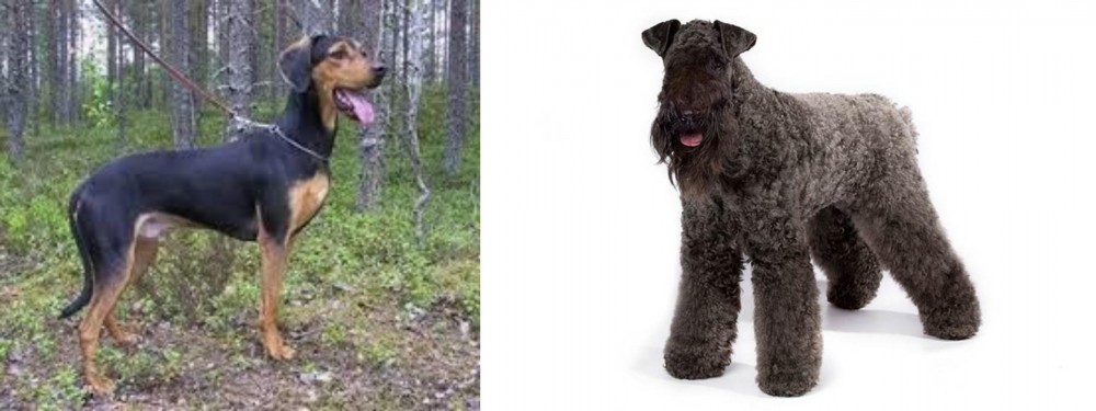 Kerry Blue Terrier vs Greek Harehound - Breed Comparison