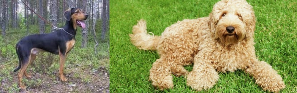 Labradoodle vs Greek Harehound - Breed Comparison