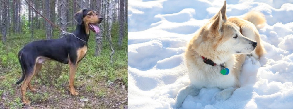 Labrador Husky vs Greek Harehound - Breed Comparison