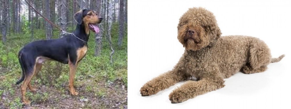 Lagotto Romagnolo vs Greek Harehound - Breed Comparison