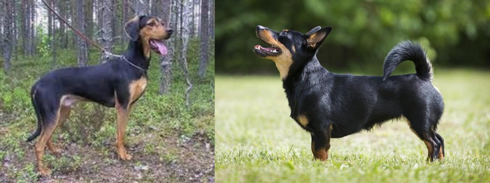 Lancashire Heeler vs Greek Harehound - Breed Comparison