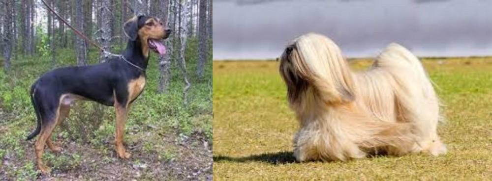 Lhasa Apso vs Greek Harehound - Breed Comparison