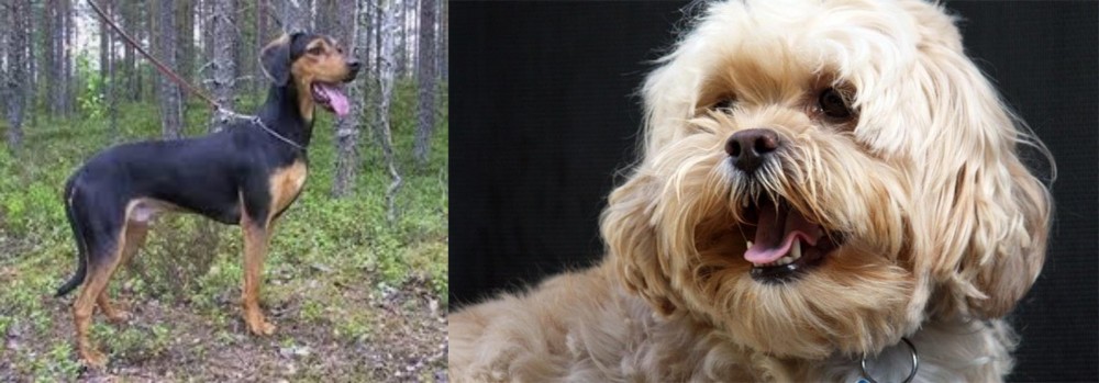 Lhasapoo vs Greek Harehound - Breed Comparison