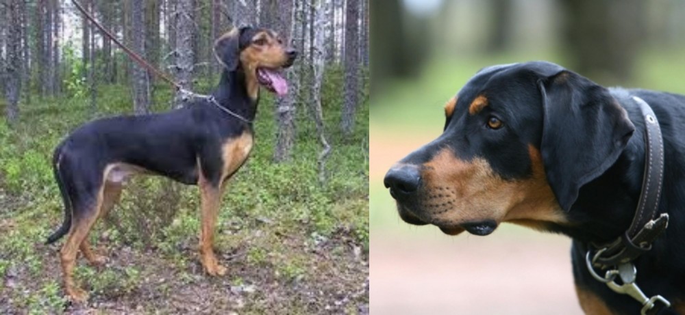 Lithuanian Hound vs Greek Harehound - Breed Comparison
