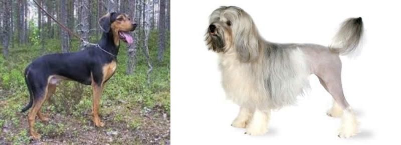 Lowchen vs Greek Harehound - Breed Comparison
