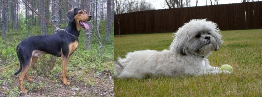 Mal-Shi vs Greek Harehound - Breed Comparison