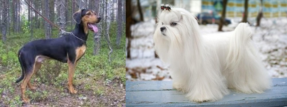 Maltese vs Greek Harehound - Breed Comparison