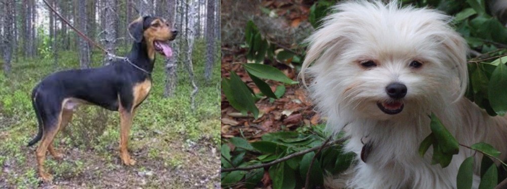 Malti-Pom vs Greek Harehound - Breed Comparison
