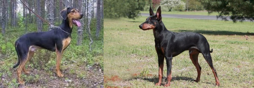 Manchester Terrier vs Greek Harehound - Breed Comparison