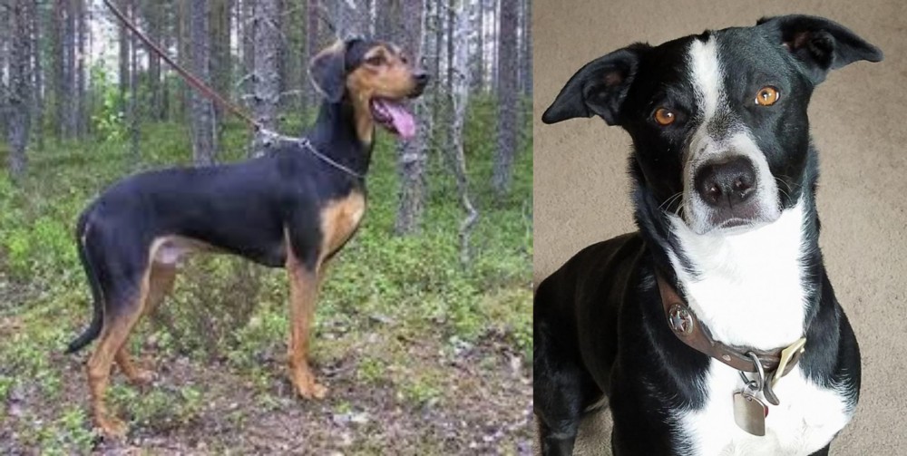 McNab vs Greek Harehound - Breed Comparison