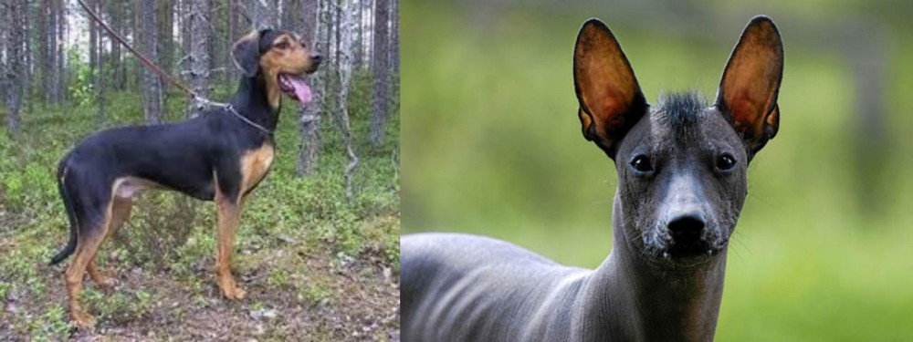 Mexican Hairless vs Greek Harehound - Breed Comparison
