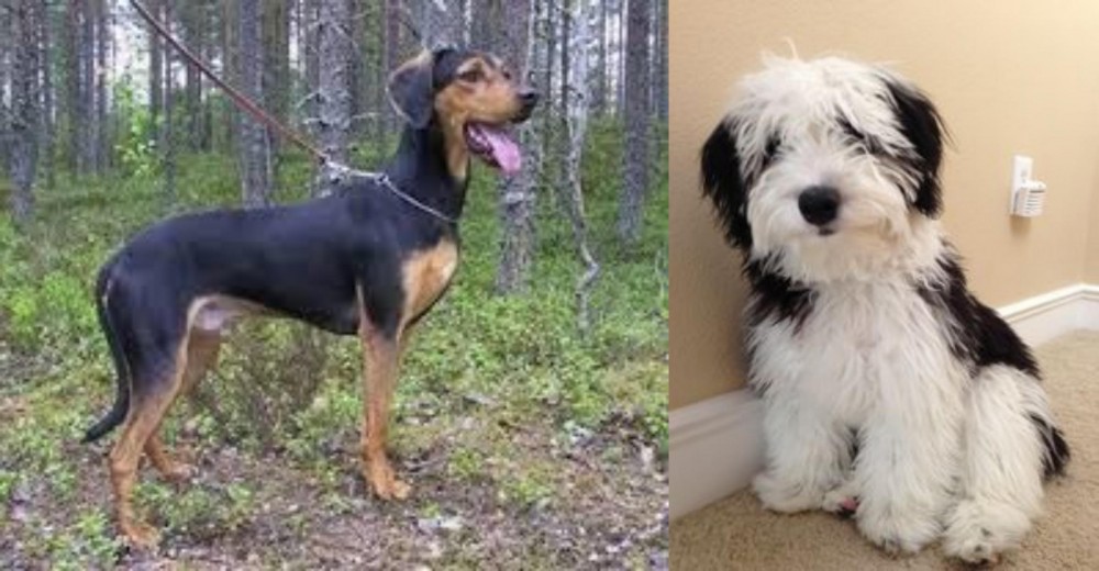 Mini Sheepadoodles vs Greek Harehound - Breed Comparison