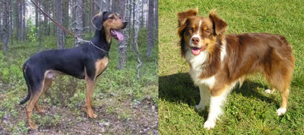 Miniature Australian Shepherd vs Greek Harehound - Breed Comparison