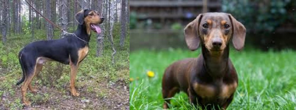 Miniature Dachshund vs Greek Harehound - Breed Comparison