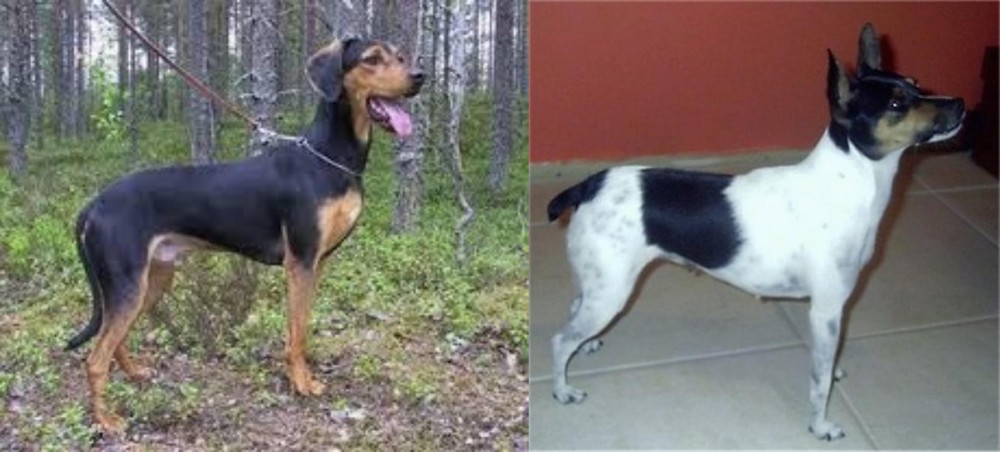 Miniature Fox Terrier vs Greek Harehound - Breed Comparison