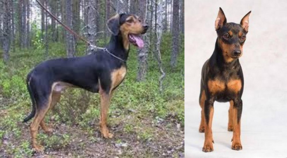 Miniature Pinscher vs Greek Harehound - Breed Comparison
