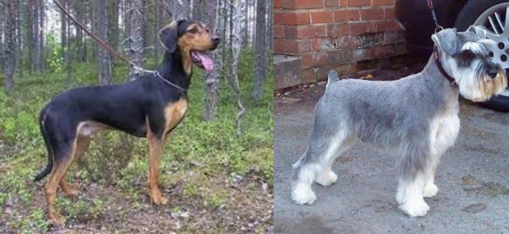 Miniature Schnauzer vs Greek Harehound - Breed Comparison