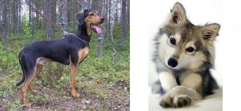 Miniature Siberian Husky vs Greek Harehound - Breed Comparison