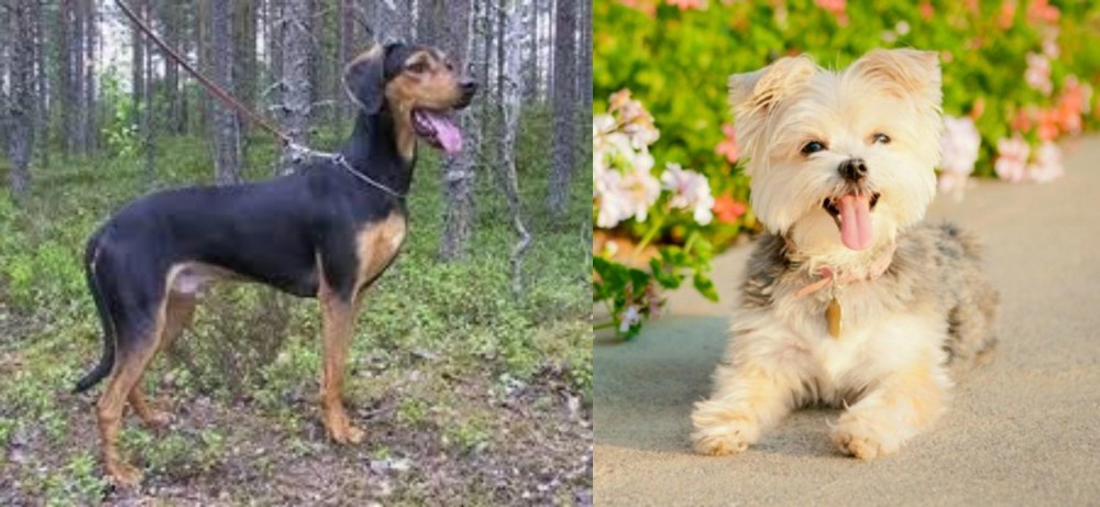 Morkie vs Greek Harehound - Breed Comparison