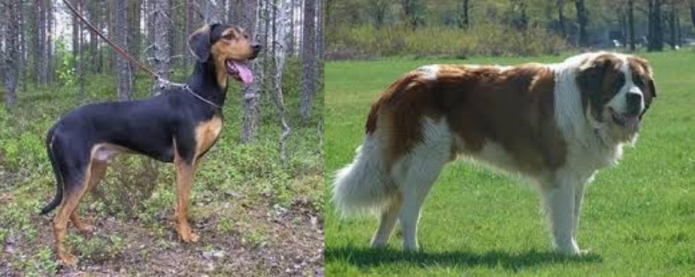 Moscow Watchdog vs Greek Harehound - Breed Comparison
