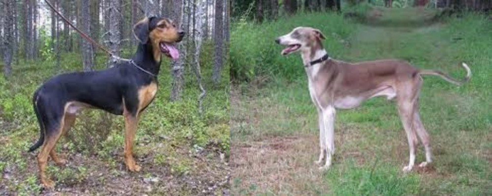 Mudhol Hound vs Greek Harehound - Breed Comparison
