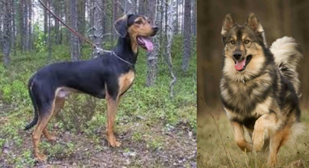 Native American Indian Dog vs Greek Harehound - Breed Comparison