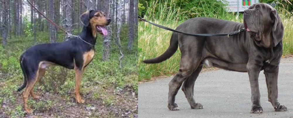 Neapolitan Mastiff vs Greek Harehound - Breed Comparison