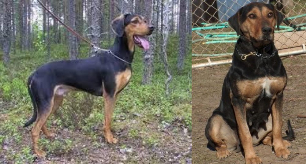 New Zealand Huntaway vs Greek Harehound - Breed Comparison
