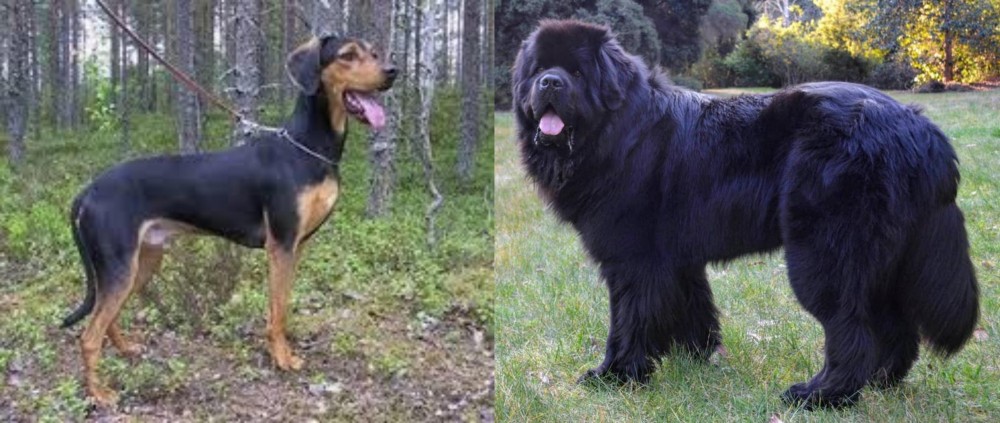 Newfoundland Dog vs Greek Harehound - Breed Comparison