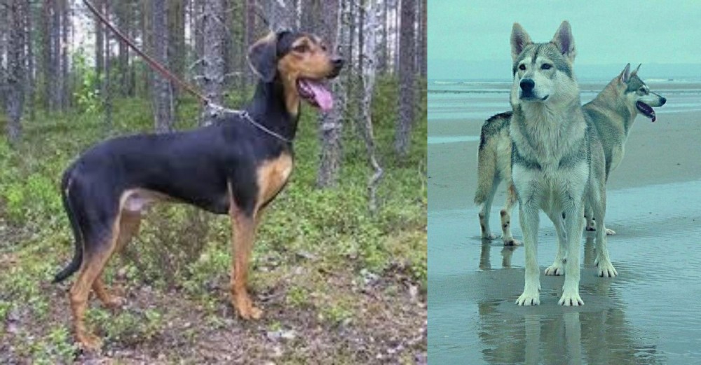 Northern Inuit Dog vs Greek Harehound - Breed Comparison