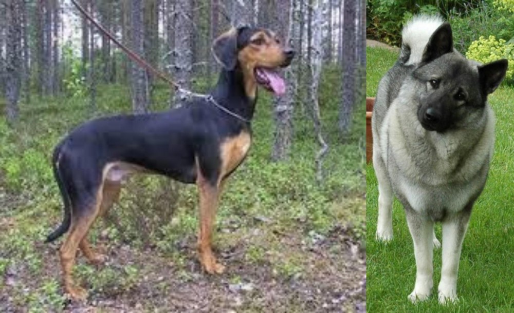 Norwegian Elkhound vs Greek Harehound - Breed Comparison