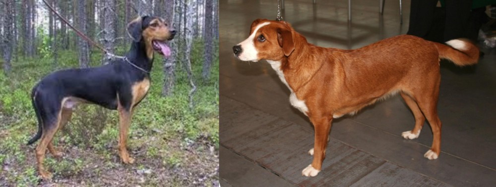 Osterreichischer Kurzhaariger Pinscher vs Greek Harehound - Breed Comparison