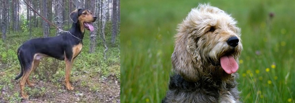 Otterhound vs Greek Harehound - Breed Comparison