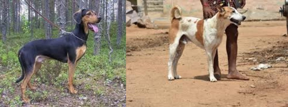 Pandikona vs Greek Harehound - Breed Comparison