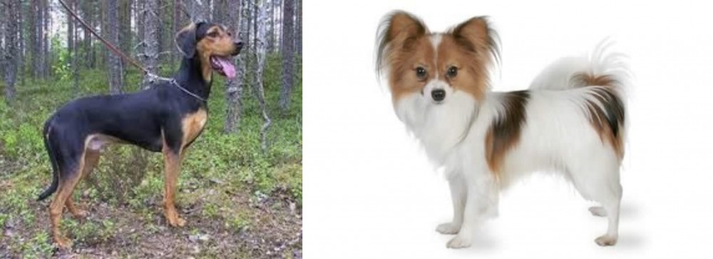Papillon vs Greek Harehound - Breed Comparison