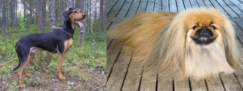 Pekingese vs Greek Harehound - Breed Comparison