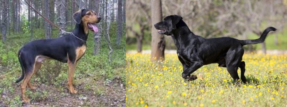 Perro de Pastor Mallorquin vs Greek Harehound - Breed Comparison
