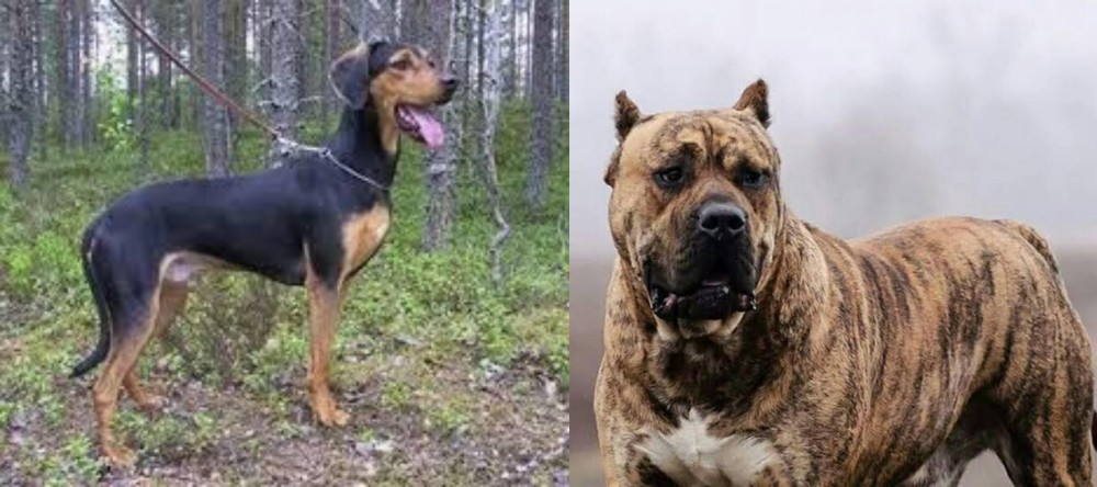 Perro de Presa Canario vs Greek Harehound - Breed Comparison