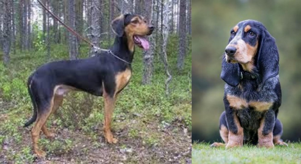 Petit Bleu de Gascogne vs Greek Harehound - Breed Comparison