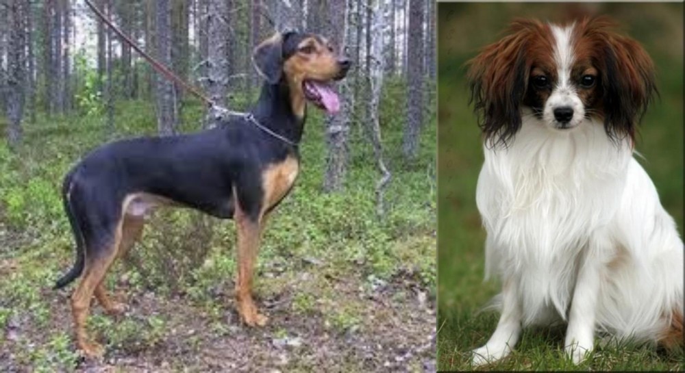 Phalene vs Greek Harehound - Breed Comparison