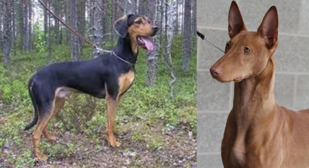 Pharaoh Hound vs Greek Harehound - Breed Comparison
