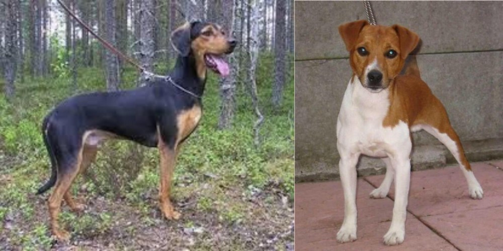 Plummer Terrier vs Greek Harehound - Breed Comparison