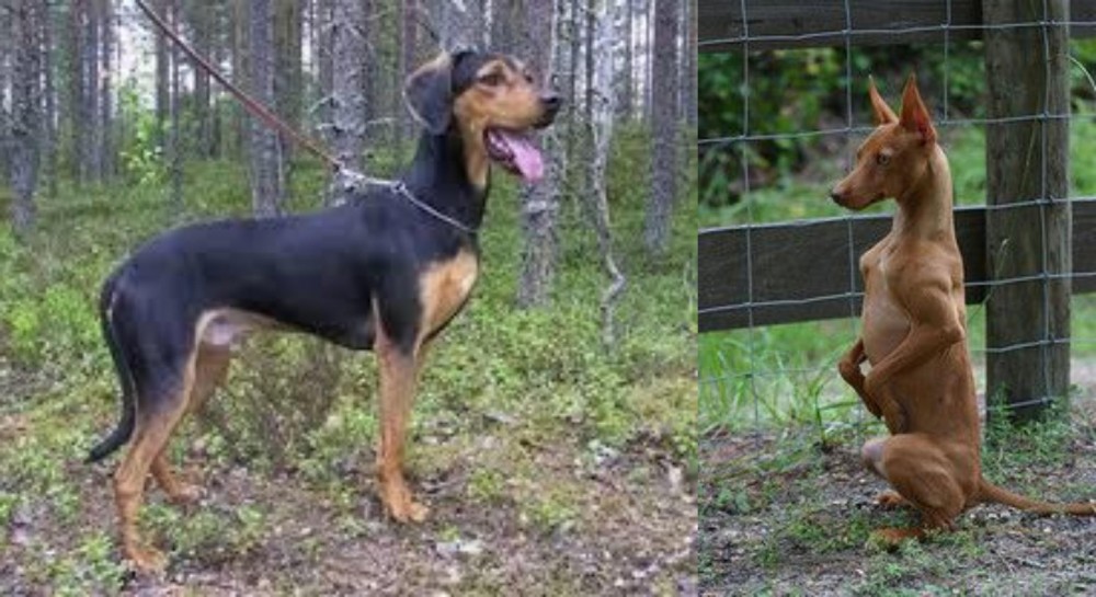 Podenco Andaluz vs Greek Harehound - Breed Comparison